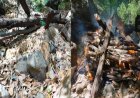 सतपुड़ा टाइगर रिजर्व में बाघ का शव मिलने की खबर; प्राकृतिक मृत्यु की संभावना, सभी अंग सुरक्षित