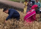 डीएम अंशुल सिंह ने खेत में गेहूं की कटाई करके दिखाई मिसाल