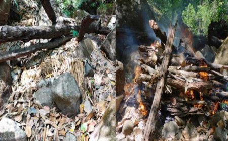 सतपुड़ा टाइगर रिजर्व में बाघ का शव मिलने की खबर; प्राकृतिक मृत्यु की संभावना, सभी अंग सुरक्षित