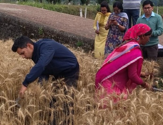 डीएम अंशुल सिंह ने खेत में गेहूं की कटाई करके दिखाई मिसाल