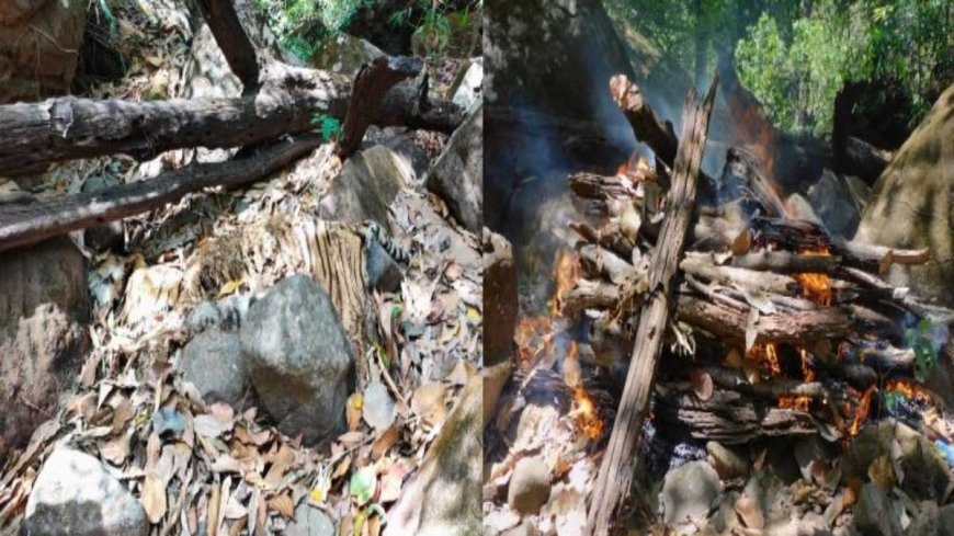 सतपुड़ा टाइगर रिजर्व में बाघ का शव मिलने की खबर; प्राकृतिक मृत्यु की संभावना, सभी अंग सुरक्षित