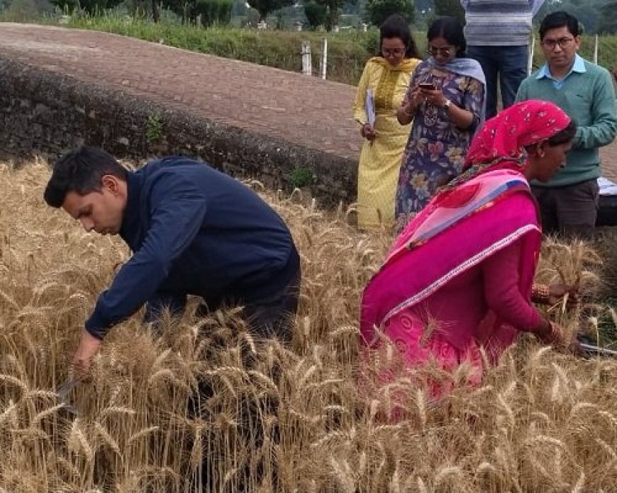 डीएम अंशुल सिंह ने खेत में गेहूं की कटाई करके दिखाई मिसाल