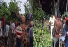 बिहार के रीगा में पीपल का पेड़ गिरने से एक ही परिवार के 5 सदस्यों की जान गई, गांव में छाया शोक