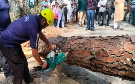 अल्मोड़ा में दर्ज की गई घटना: विशाल पेड़ गिरने से मार्ग बाधित, अग्निशमन टीम ने किया राहत कार्य