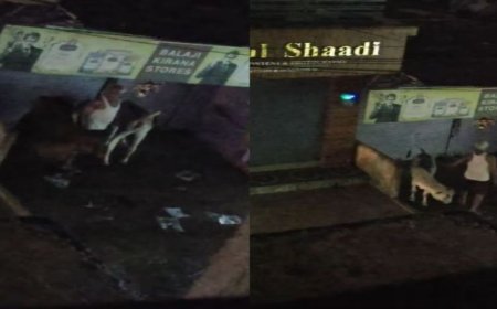 कटनी जिले में गौवंश के साथ अमानवीय व्यवहार, आरोपी गिरफ्तार