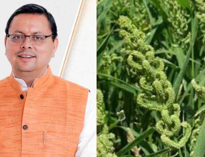 उत्तराखंड में स्टेट मिलेट पॉलिसी का ऐलान, धामी सरकार का जोर किसानों की आर्थिक मजबूती पर