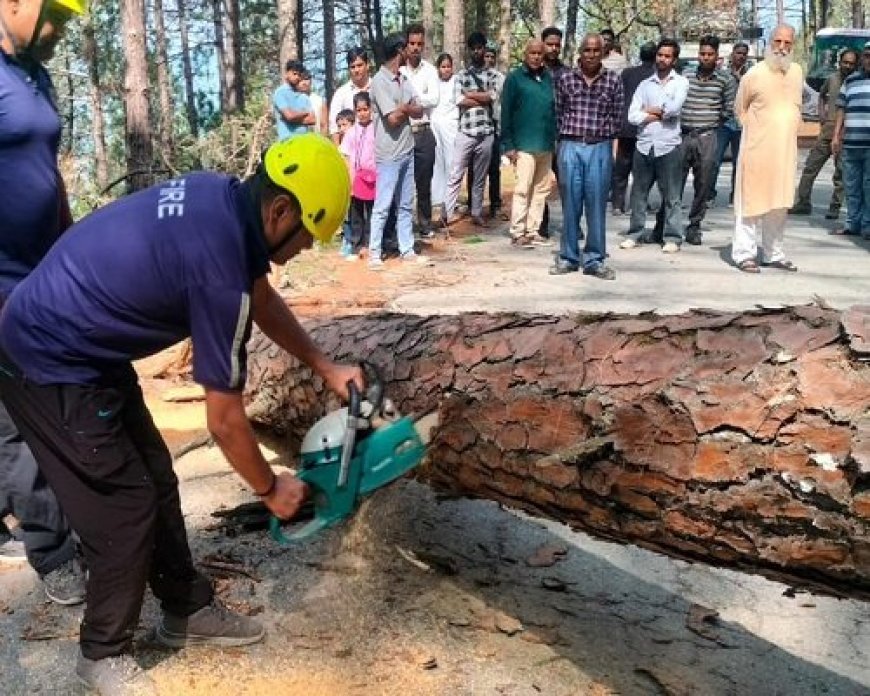 अल्मोड़ा में दर्ज की गई घटना: विशाल पेड़ गिरने से मार्ग बाधित, अग्निशमन टीम ने किया राहत कार्य