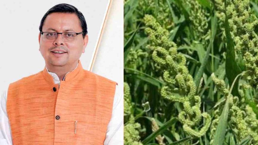 उत्तराखंड में स्टेट मिलेट पॉलिसी का ऐलान, धामी सरकार का जोर किसानों की आर्थिक मजबूती पर