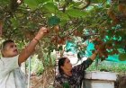 पहाड़ों में खेती में नवाचार: चार कीवी पौधों से 50 हजार रुपये की सफलता की कहानी