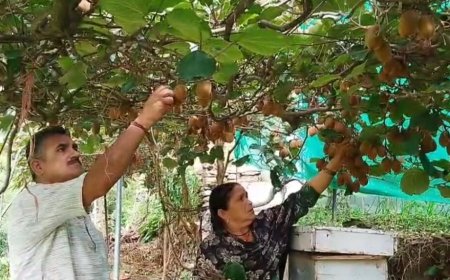 चार कीवी पौधों से शुरू किया सफर, अब खेती से कमा रहे 50 हजार रुपये; रिटायर्ड नायब सूबेदार ने दिखाई पहाड़ में रोजगार की राह