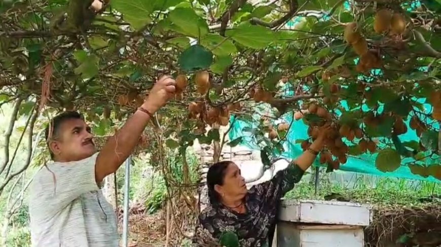 पहाड़ों में खेती में नवाचार: चार कीवी पौधों से 50 हजार रुपये की सफलता की कहानी