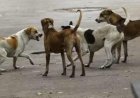रास्ते में मौत से मुलाकातः दोस्तों के साथ मेला घूमकर लौट रहा था 7 साल का मासूम, फिर उसके साथ जो हुआ जानकर कांप उठेगी रूह