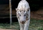 देहरादून जू का नया आकर्षण बना ‘तेजस’, 550 किमी सफर कर पहुंचा व्हाइट टाइगर