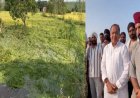 सरकार का मुआवजा इंतज़ार: बारिश और ओलावृष्टि ने धान की फसल को बनाया तबाह, यशपाल आर्य का बयान