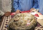 अजगर में कैंसर सर्जरी की अनोखी घटना: वन्यजीवों की रक्षा में नया मील का पत्थर
