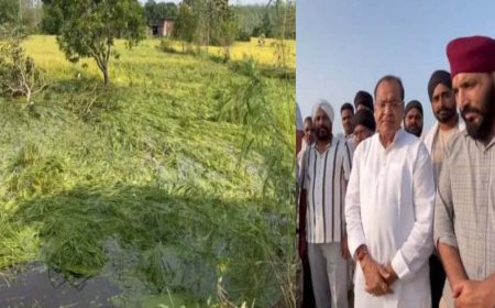 सरकार का मुआवजा इंतज़ार: बारिश और ओलावृष्टि ने धान की फसल को बनाया तबाह, यशपाल आर्य का बयान