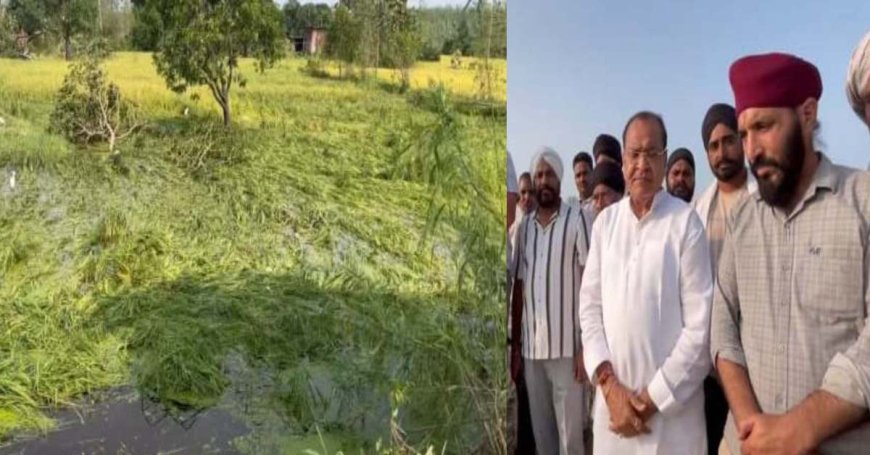 सरकार का मुआवजा इंतज़ार: बारिश और ओलावृष्टि ने धान की फसल को बनाया तबाह, यशपाल आर्य का बयान